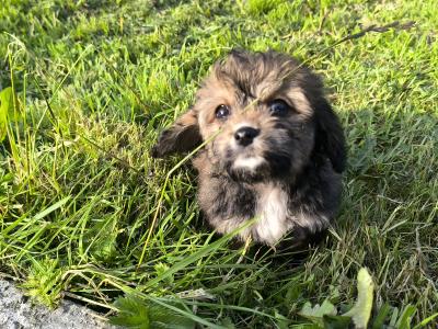 Male Cavachon puppy in Mayo