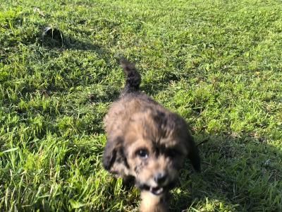 Male Cavachon puppy in Mayo