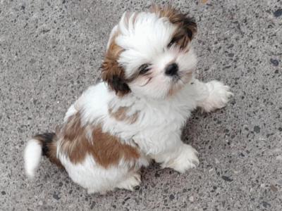 Shih Tzu puppies in Laois
