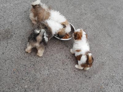 Shih Tzu puppies in Laois