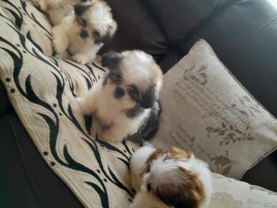 Shih Tzu puppies in Laois