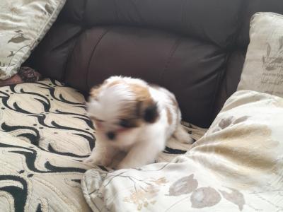 Shih Tzu puppies in Laois