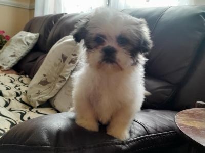 Shih Tzu puppies in Laois