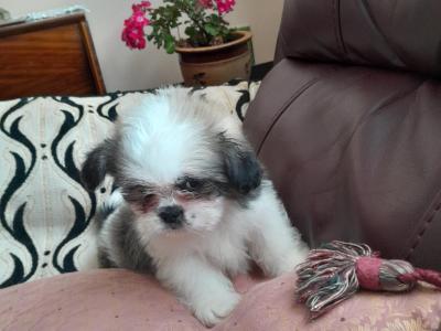 Shih Tzu puppies in Laois