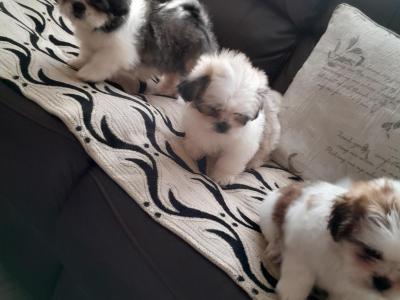 Shih Tzu puppies in Laois