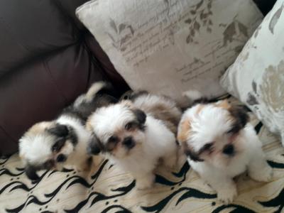Shih Tzu puppies in Laois
