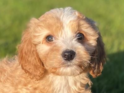 Beautiful Cavapoo puppies in Wexford