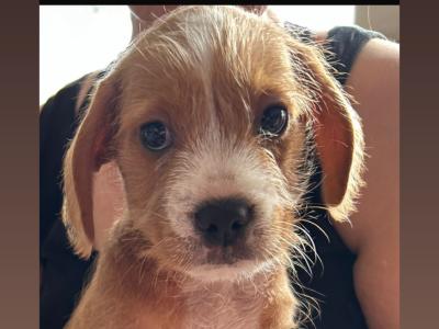 Cockapoo x French Bulldog puppies in Laois