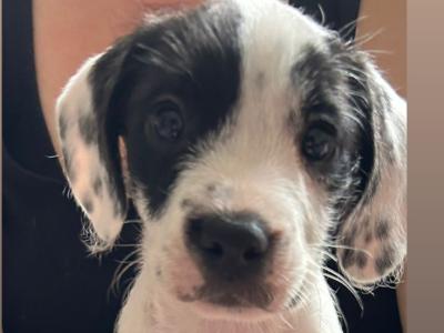 Cockapoo x French Bulldog puppies in Laois