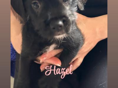 Cockapoo x French Bulldog puppies in Laois