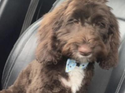 Cockapoo x French Bulldog puppies in Laois