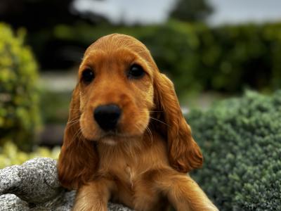 IKC Registered Champion English Cocker Spaniel puppies in Offaly