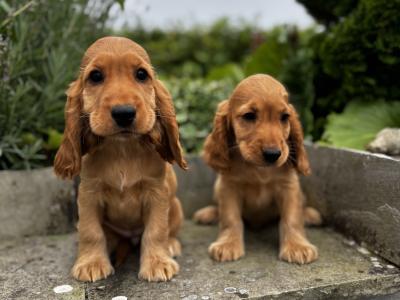 IKC Registered Champion English Cocker Spaniel puppies in Offaly