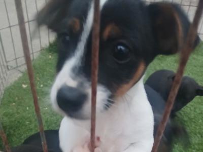 Jack Russell puppies in Laois - €350