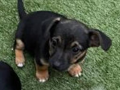 Jack Russell puppies in Laois - €350