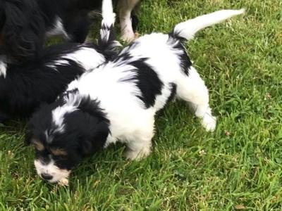 Beautiful Cavapoo puppies in Tipperary