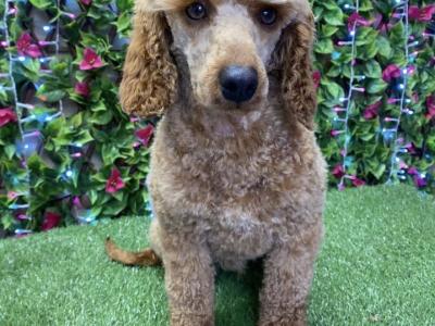 Beautiful Cavapoo puppies in Tipperary