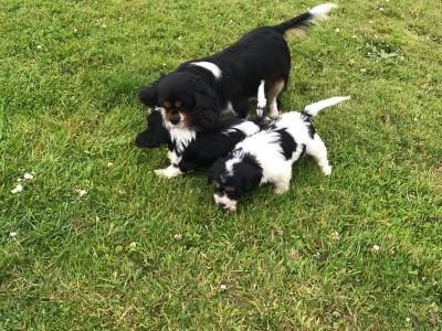 Beautiful Cavapoo puppies in Tipperary