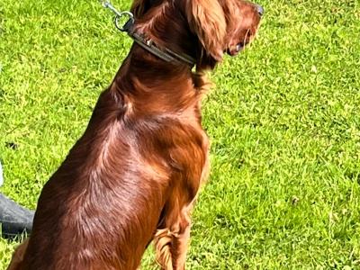 Beautiful male Red Setter puppy 15 months old in Limerick