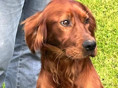 Beautiful male Red Setter puppy 15 months old in Limerick