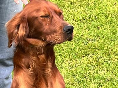 Beautiful male Red Setter puppy 15 months old in Limerick