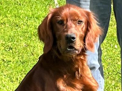 Beautiful male Red Setter puppy 15 months old in Limerick