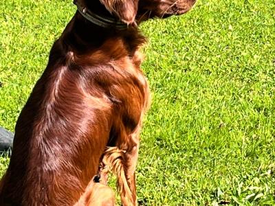 Beautiful male Red Setter puppy 15 months old in Limerick