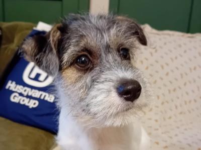 Jack Russell x Bichon Frise puppies in Clare