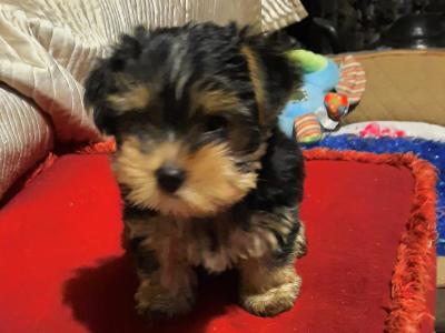 ONE LITTLE FEMALE YORKSHIRE TERRIER NAMED POPPY remaining Out Of Four Gorgeous Yorkies
