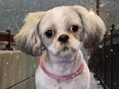 Poppy is a female Shih Tzu 3 years old in Monaghan