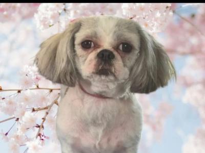 Poppy is a female Shih Tzu 3 years old in Monaghan