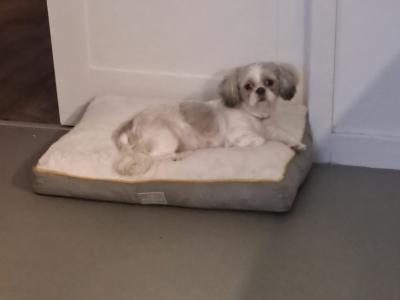 Poppy is a female Shih Tzu 3 years old in Monaghan