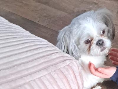Poppy is a female Shih Tzu 3 years old in Monaghan