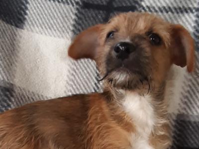 Yorkshire Terrier puppies in Carlow