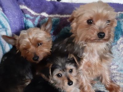 Yorkshire Terrier puppies in Carlow