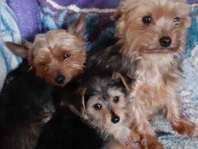 Yorkshire Terrier puppies in Carlow