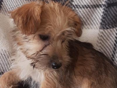 Yorkshire Terrier puppies in Carlow