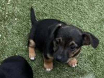 Jack Russell puppies in Laois - €350