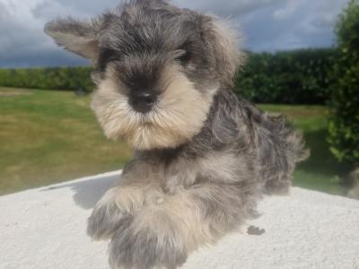 IKC Registered Miniature Schnauzer puppies in Wexford