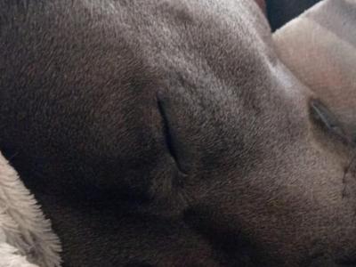 IKC Registered Blue male Staffordshire Bull Terrier dog in Cork