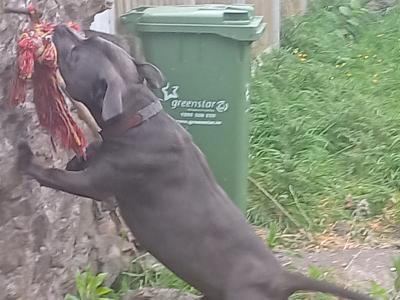 IKC Registered Blue male Staffordshire Bull Terrier dog in Cork
