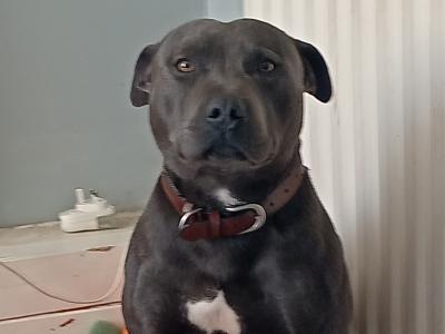 IKC Registered Blue male Staffordshire Bull Terrier dog in Cork
