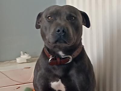 IKC Registered Blue male Staffordshire Bull Terrier dog in Cork