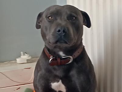 IKC Registered Blue male Staffordshire Bull Terrier dog in Cork