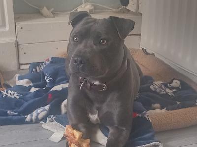 IKC Registered Blue male Staffordshire Bull Terrier dog in Cork