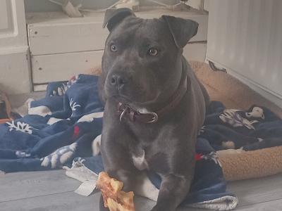 IKC Registered Blue male Staffordshire Bull Terrier dog in Cork
