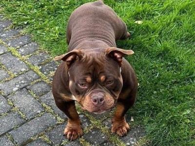 Pocket Bully puppies in Kerry 🔥🔥 €1500 to €2000