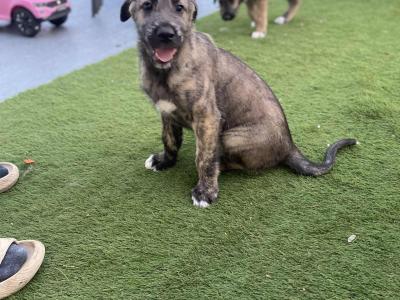 Irish Wolfhound puppies in in Tipperary