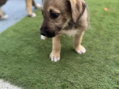 Irish Wolfhound puppies in in Tipperary