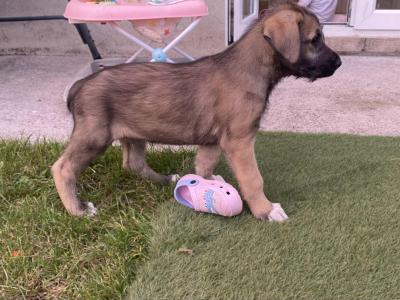 Irish Wolfhound puppies in in Tipperary